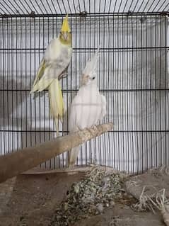 Red eye breeder pair