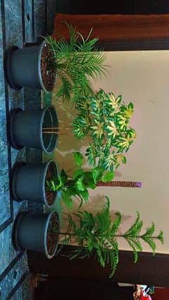 indoor plants for sale 03416742973