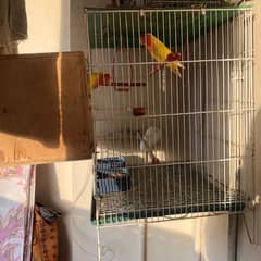 RED EYES LOTINO LOVE BIRDS , CAGE AND BREEDING BOX