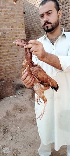 RAMPURI ASEEL HEN FOR SALE