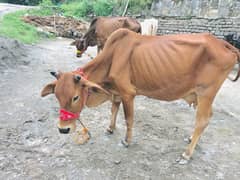 Sahiwal cow with calf