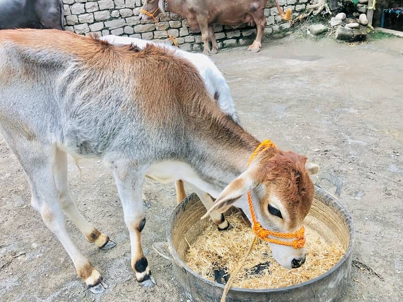 Sahiwal cow with calf 1