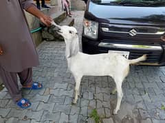 desi bakra