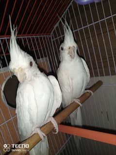 cocktail Eno red eyes male or female bonded pair//03197640980