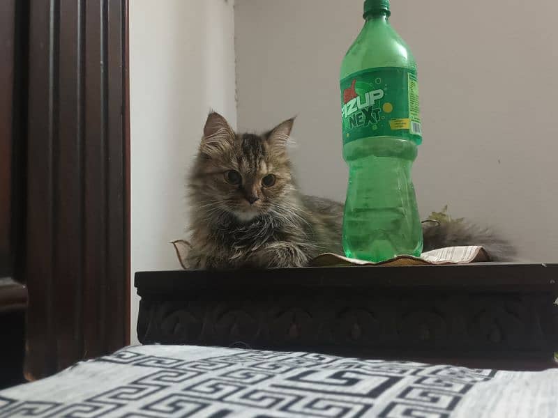 persian cat for sale 3