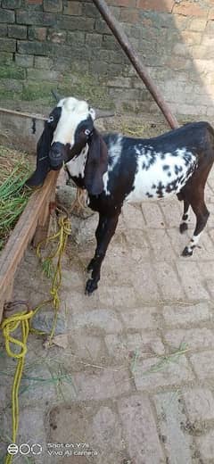 2x Bakra goat , Burj gujran da