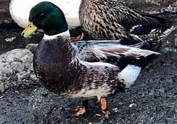 ducks pair for sale