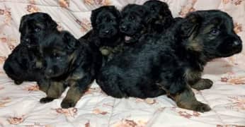 German shepherd puppies black mask 0