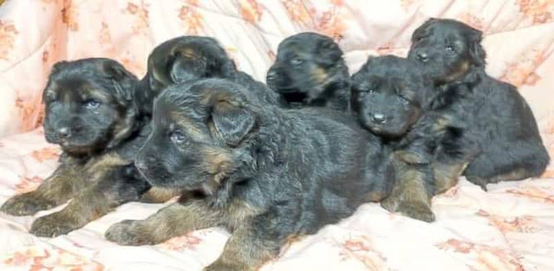 German shepherd puppies black mask 1