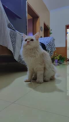 Male cat Persian 6 month Punch face tripple coat