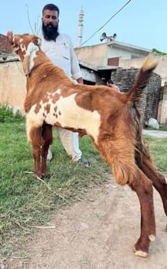 High quality Bakra for sale