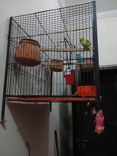 2 pair and one male budgie with cage