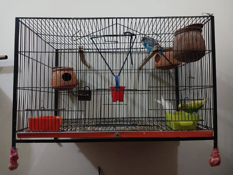 2 pair and one male budgie with cage 1