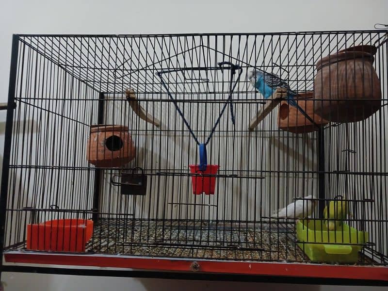 2 pair and one male budgie with cage 2