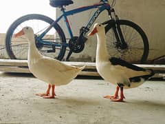 Ducks pair