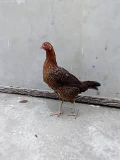 Desi hen