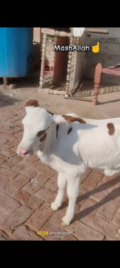 bull bachhra