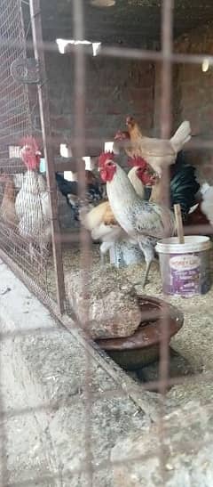 Golden misri Egg laying hens