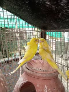 Budgies/Bajri