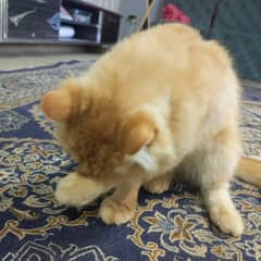 Persian cat for sale