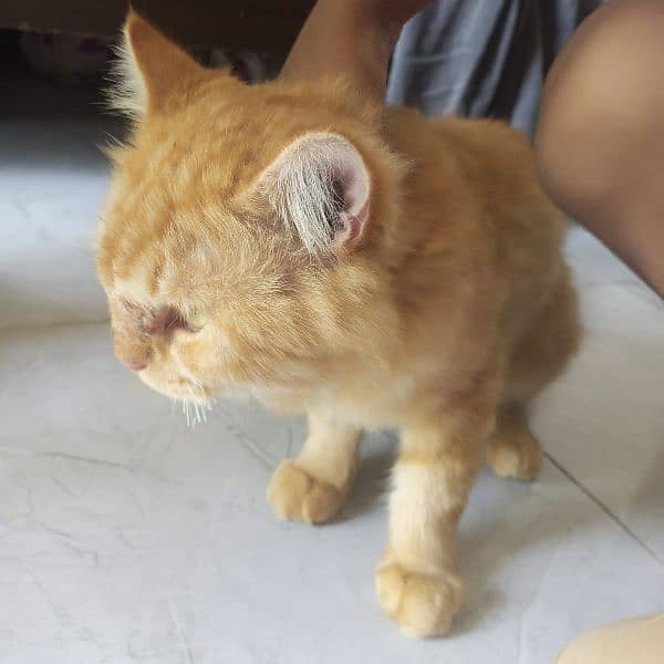 Persian cat for sale 1