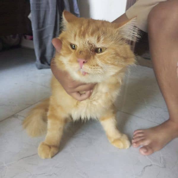 Persian cat for sale 2