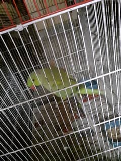 i am selling greeneck parrot with cage