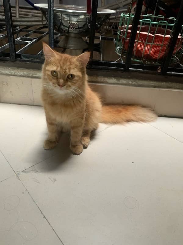 irani male cat 2