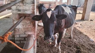 cow with doughter