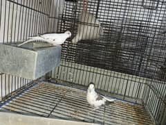 Diamond pied  Dove Breader pair