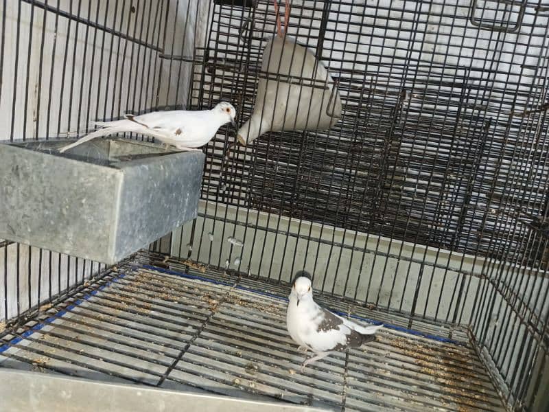 Diamond pied  Dove Breader pair 0