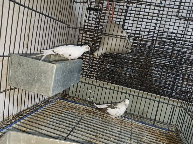 Diamond pied  Dove Breader pair 1