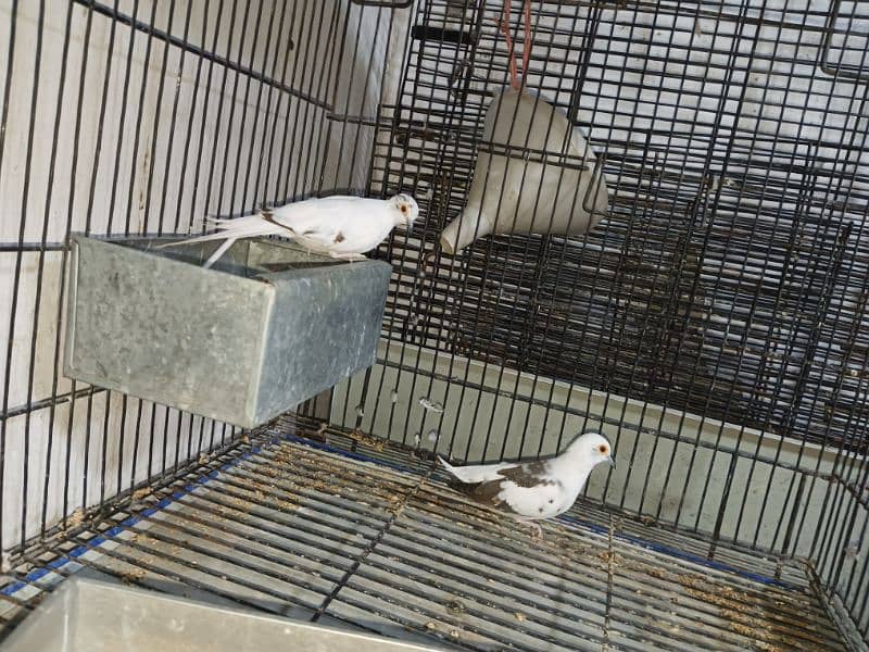 Diamond pied  Dove Breader pair 2