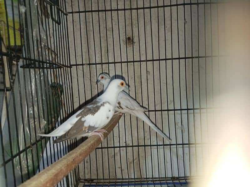 Diamond pied  Dove Breader pair 3