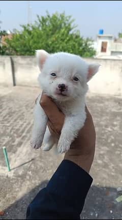 puppies of Russian dog pure white for sale 0.3. 0.0. 7.7. 9.1.1. 1. 2