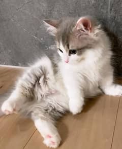 Persian kittens triple coated pair for sale