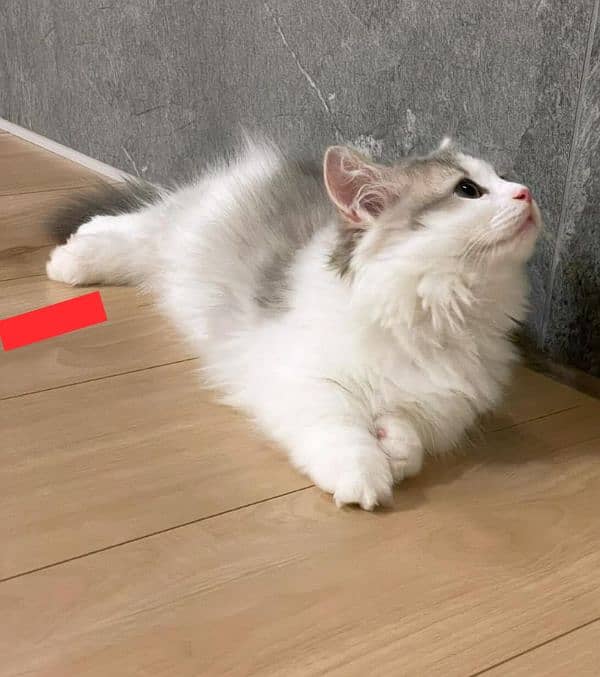 Persian kittens triple coated pair for sale 1