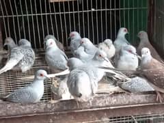 Diamond pied dove,red,opal,doves,fakhta/khumri