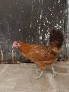 Golden Misri Anda wali murgi for sale Hens