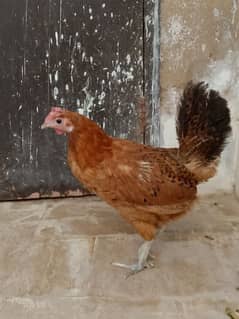 Golden Misri Anda wali murgi for sale Hens