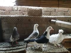 Quality Pigeons SALE