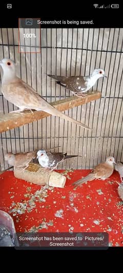 dove dimond pied pair for sell