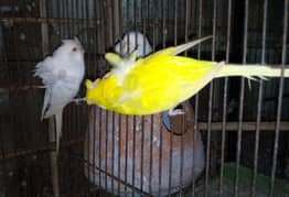 Red eye hogoromo budgies  pair for sale