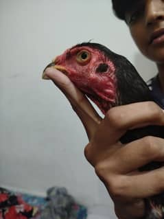 shamo+parmoze thai Rooster 7 month