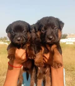 German Shepherd double cot pair for sale