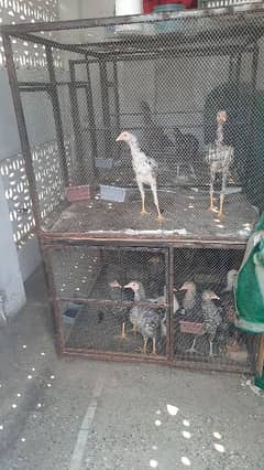 Hen Cage