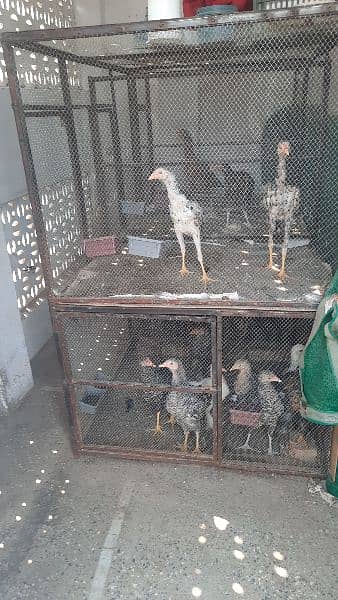 Hen Cage 0