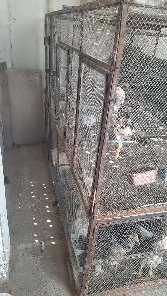 Hen Cage 1