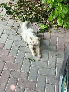 Two male Persian cats for sale in reasonable price