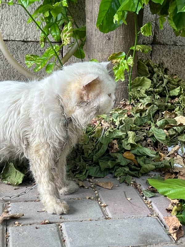 Two male Persian cats for sale in reasonable price 2